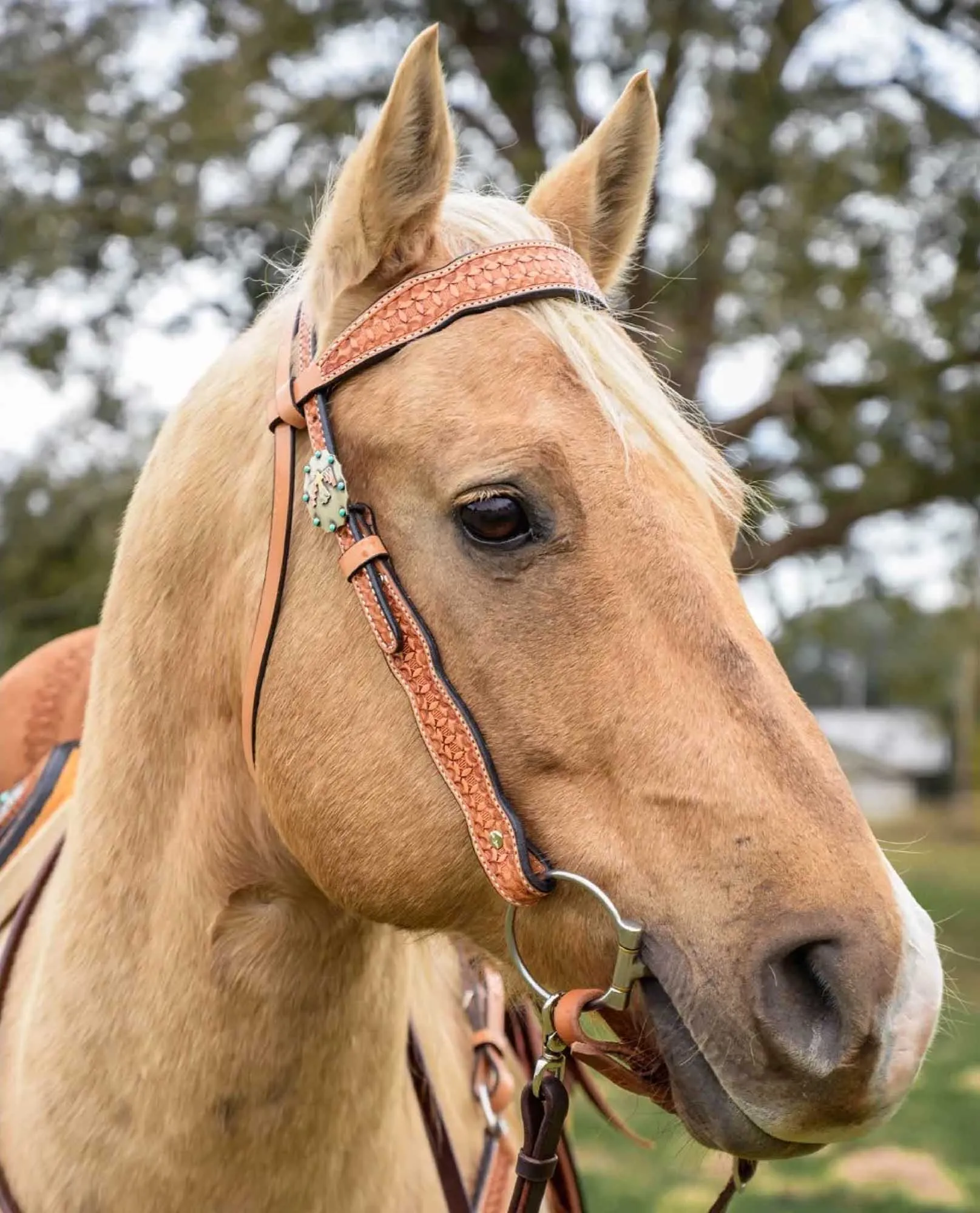 Circle Y Windsor Browband Headstall, Full