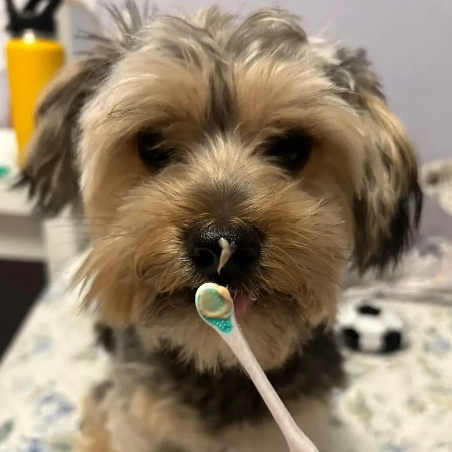 Puppy Polisher Biodegradable Toothbrush