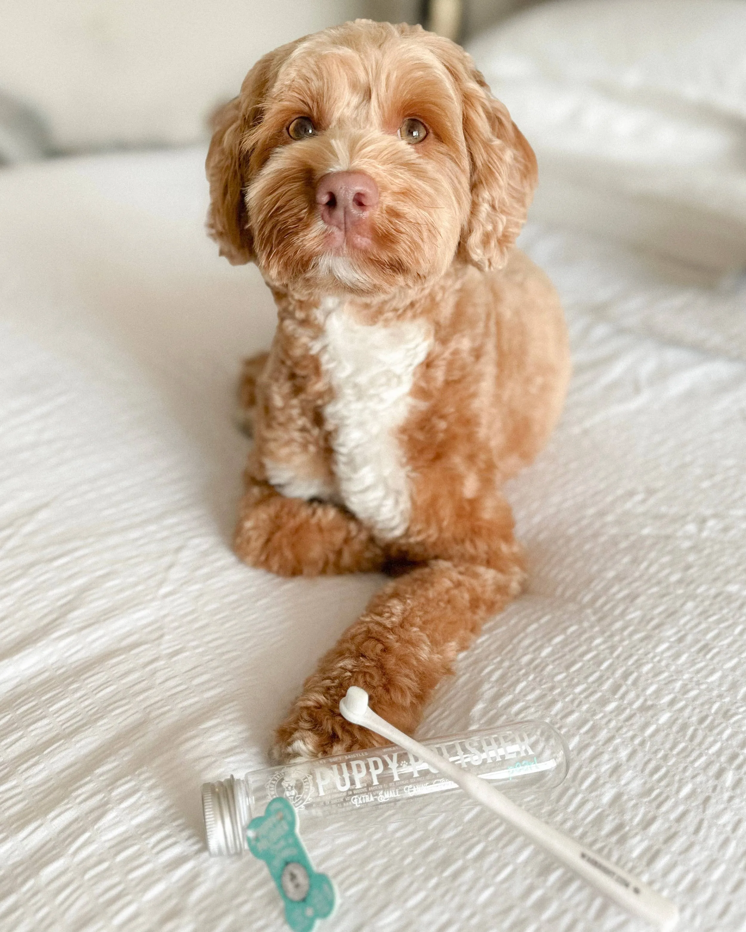 Puppy Polisher Pearl Eco Toothbrush - Pearl